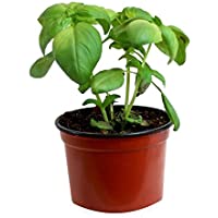Albahaca (Maceta 13 cm Ø) - Planta viva - Planta aromatica